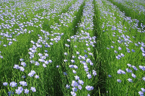 Mehrere Reihen mit blau blühenden, mittelhohen Pflanzen auf einem Feld. 