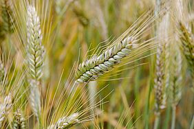 Anpassung der Richtpreise für Biofuttergetreide