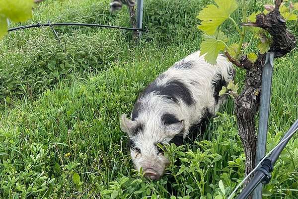 Schweine im Rebberg Schwarz-weiss geflecktes Kunekune-Schwein zwischen den Reben.