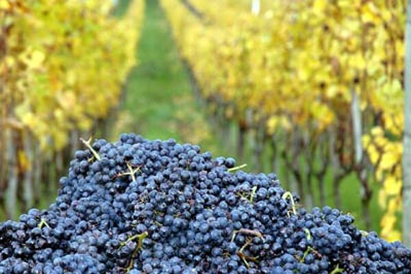 Trauben liegen zwischen zwei Reihen Rebstöcken.