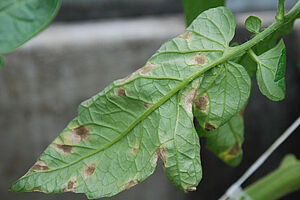 Blattunterseite eines Tomatenblattes mit graubraunen Flecken