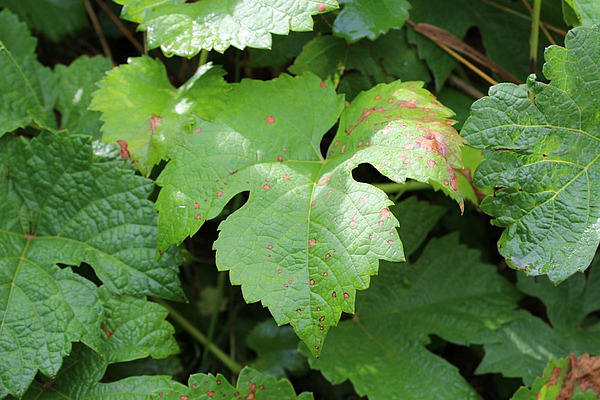 Grünes Rebblatt mit braunen Flecken.