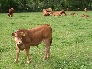 Limousin Mastremonten auf der Weide