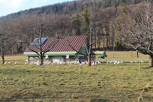 Ein Hühnerstall mit Hühnern auf einer Wiese mit Bäumen.