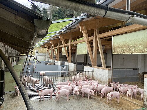 Ein Auslauf eines Schweinestalls mit Tieren, die sich einerseits in einem Wühlareal und andererseits in einem Auslauf aufhalten. 