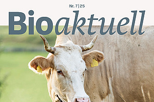 Titelseite Bioaktuell 7|25: Eine von 25 Milchkühen auf dem FiBL-Hof, der im Oktober zum diesjährigen Bio-Viehtag einlädt. Bild: Christian Pfister.
