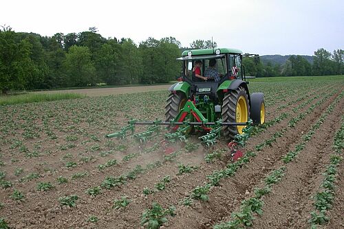 Traktor mit Sternhacke im Feld