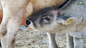 Kalb am Euter der Mutter saugend