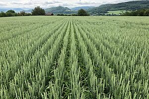 Reihen von Wiwa-Biomahlweizen, im Hintergrund Hecken