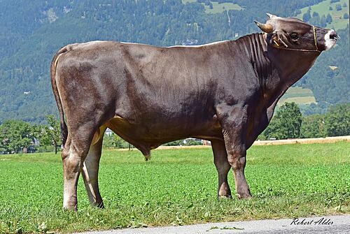 Ein Stier auf einer Wiese. 