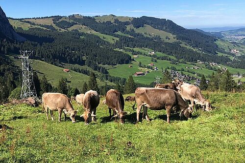 Kühe auf einer Weide vor Bergkulisse