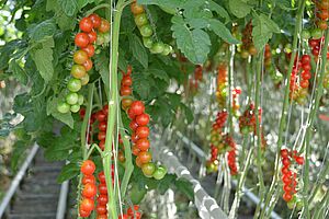 Mehrere reifende Tomatenrispen an sattgrünen Pflanzenreihen. 