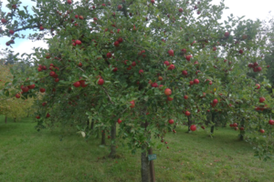 Blauacher, tolerant, wenig anfällig. Foto: FiBL