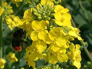 Raps in voller Blüte