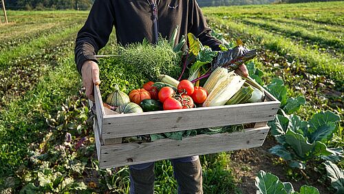 Eine Person auf einem Ackerfeld mit einer Holzkiste voller Gemüse.