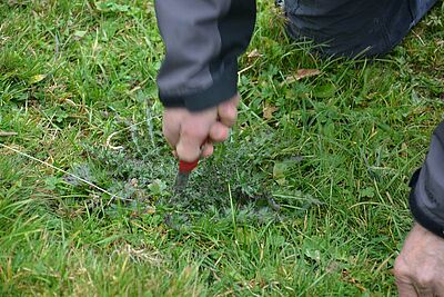 Hand mit Sackmesser sticht neben Distelrosette in den Boden