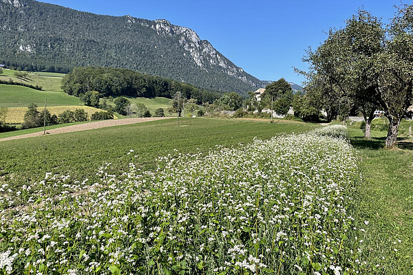 Auf einem gruenen Feld sieht man ein Bluestreifen mit weissen Blueten