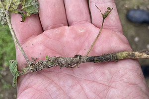 Staengel eines Malvenblatt mit schwarzen Stellen