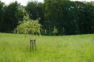 Zwei junge Trauerweiden stehen hintereinander in einer Muldenlage auf einer Grünfläche. 