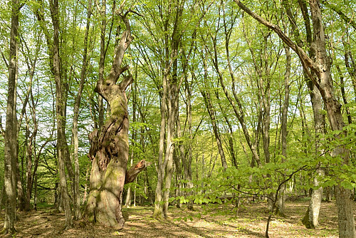 Ein grosser toter Baumstumpf steht in einem dichten jungen Laubwald.