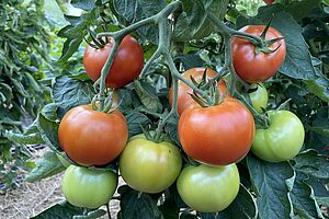 Tomatenpflanze mit unterschiedlich reifen, grünen, orangen und roten Früchten.