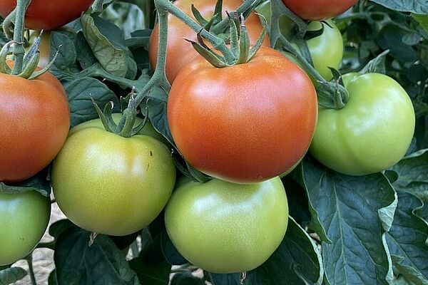 Tomatenpflanze mit unterschiedlich reifen, grünen, orangen und roten Früchten.