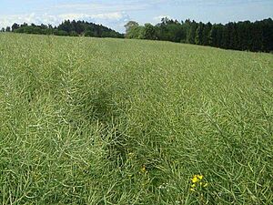 Rapsfeld mit grünen Schoten (nach der Blüte)