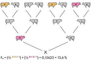 Die Tiere aus dem Stammbaum von Tier X sind bis zu den Grosseltern abgebildet und farbig markiert. Die Beschreibung zum Bild steht im Text unter Beispiel 1. Die zugehörige Formel lautet: Fx= (1/2 hoch 2+2+1 )+(1/2 hoch 0+2+1)=0,15625=15,6%