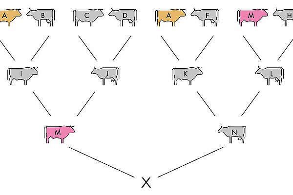 Die Tiere aus dem Stammbaum von Tier X sind bis zu den Grosseltern abgebildet und farbig markiert. Die Beschreibung zum Bild steht im Text unter Beispiel 1. Die zugehörige Formel lautet: Fx= (1/2 hoch 2+2+1 )+(1/2 hoch 0+2+1)=0,15625=15,6%