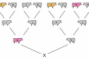 Die Tiere aus dem Stammbaum von Tier X sind bis zu den Grosseltern abgebildet und farbig markiert. Die Beschreibung zum Bild steht im Text unter Beispiel 1. Die zugehörige Formel lautet: Fx= (1/2 hoch 2+2+1 )+(1/2 hoch 0+2+1)=0,15625=15,6%