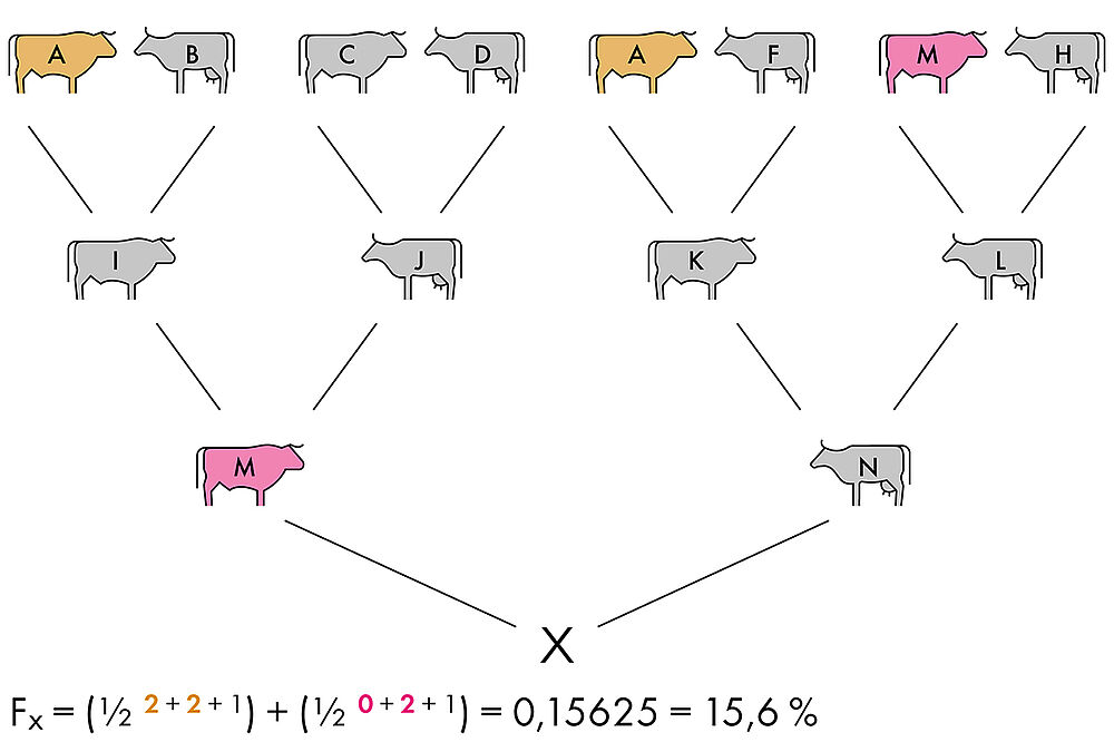 Die Tiere aus dem Stammbaum von Tier X sind bis zu den Grosseltern abgebildet und farbig markiert. Die Beschreibung zum Bild steht im Text unter Beispiel 1. Die zugehörige Formel lautet: Fx= (1/2 hoch 2+2+1 )+(1/2 hoch 0+2+1)=0,15625=15,6%