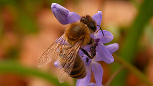 Biene auf einer violetten Blüte.