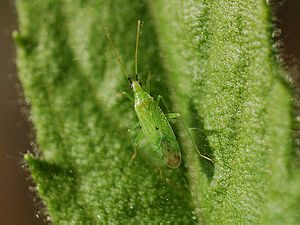 Un macrolophus (Photo: (c) GRAB, Christophe Cavenas, Avignon)