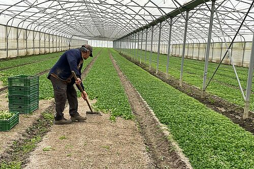 Ein Mann erntet Nuesslisalat im Stehen 