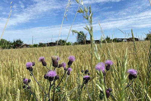 Gelbgrünes Gerstenfeld mit violetten Acker-Kratzdisteln im Vordergrund.