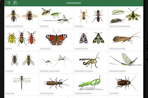 Auf einem Bildschirm stehen verschiedene Insektenkategorien mit Beispielbildern nebeneinander z.B. Tagfalter, Käfer, Fangschrecken und viele mehr.  
