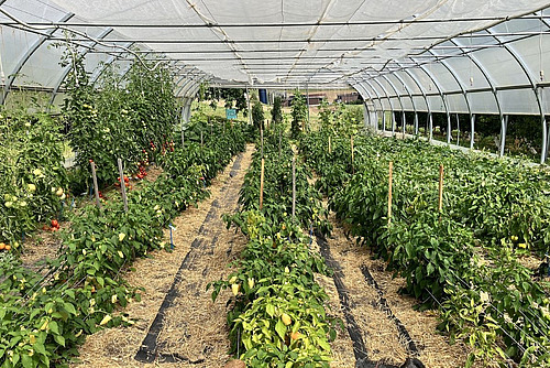 Folientunnel mit mehreren Reihen Paprika und Tomaten.