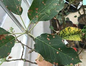 Blattsymptome: runde Nekrosen mit schwarzer Mitte, verteilt übers Blatt. Foto: FiBL