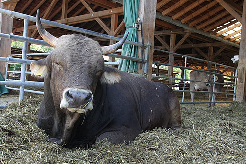 Ein Stier liegt in einem abgegrenzten Auslauf in einem Kuhstall. Im Hintergrund eine Kuh.