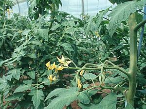 Blühende Tomatenstaude im Gewächshaus