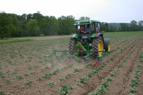 Traktor fährt über ein Feld mit Kartoffelpflanzen.