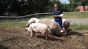 Mann in einer Schweinegruppe im Freiland