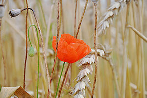 Ein blühender Mohn in einem Getreidefeld