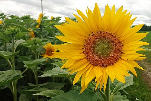 leuchtend gelbe geoeffnete Sonneblumen im Vordergrund, im Hintergrund das Feld von Sonnnenblumen