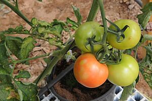 Vier Tomaten an einer Pflanze, davon sind drei grün und eine marmoriert grün - orange. 