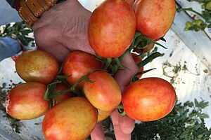 Eine Hand hält viele fleckig verfärbte Tomaten. 