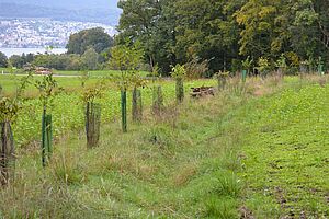 Eine Reihe jung gepflanzter Bäume verschiedener Arten, oberhalb ist ein mit Gras bewachsener Graben zu sehen. 