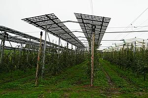 In der Obstplantage des FiBL steht eine 600 Quadratmeter grosse Solaranlage. 