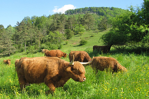 Im Vordergrund stehen Schottische Hochlandrinder auf einer saftig grünen Wiese. Im Hintergrund frisst eine Kuh an einem Strauch, Bäume und Sträucher werden langsam dichter. 