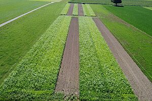 Felder mit Wechsel von Gründüngung und offenem Boden.